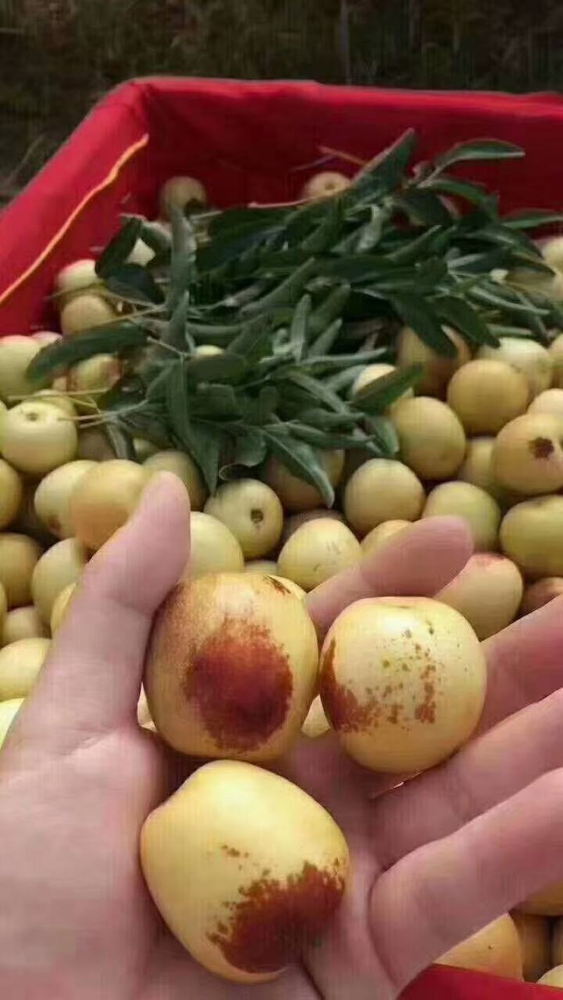 陕西。冬枣