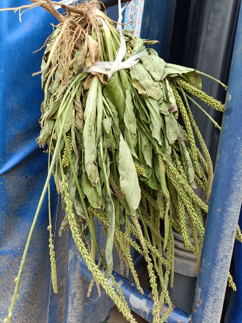 花茶