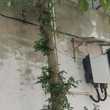 皂角树