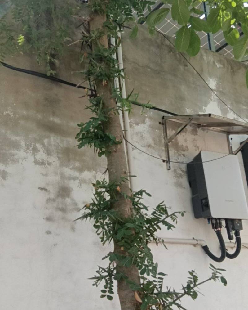 皂角树