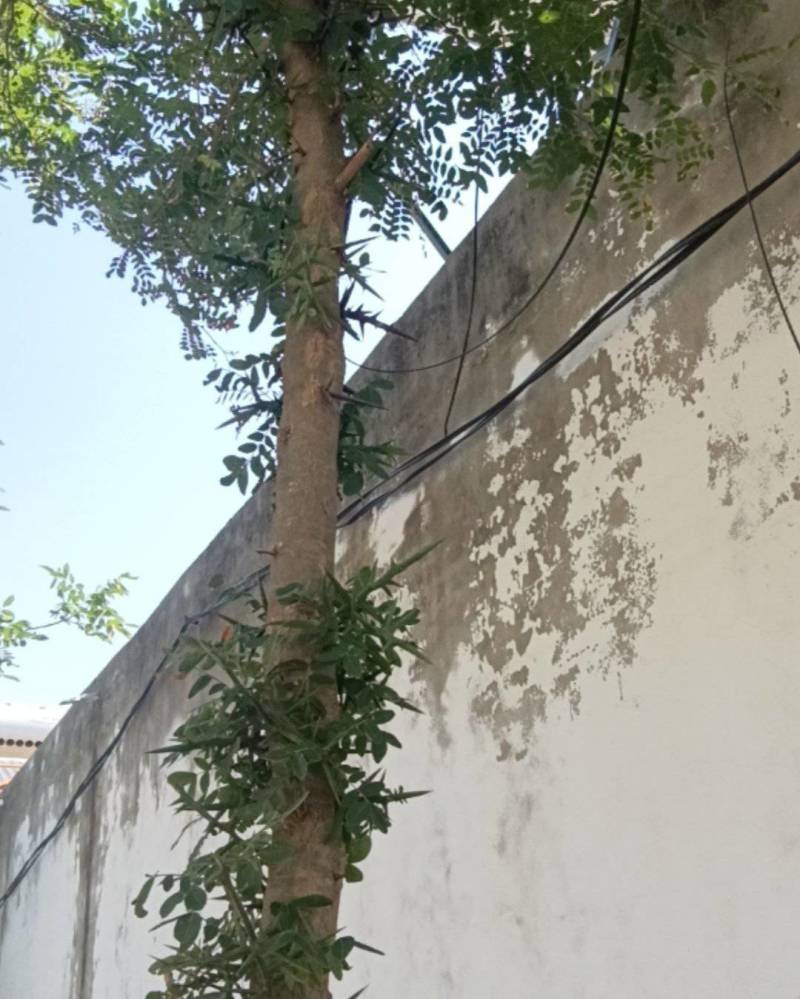 皂角树