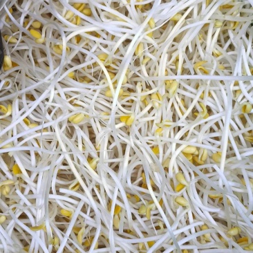 豆芽
