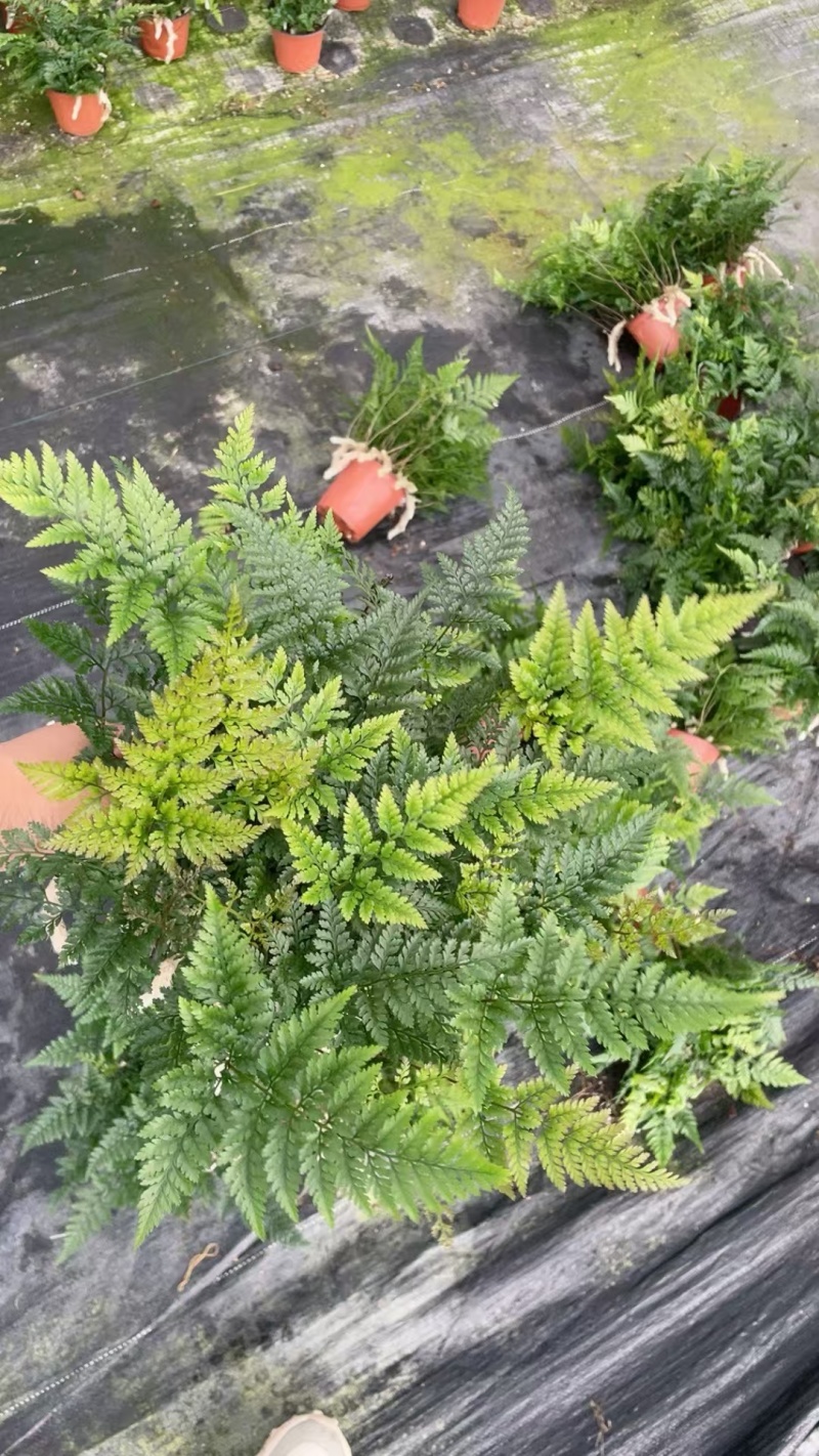 状态超好狼尾蕨，110盆便宜出