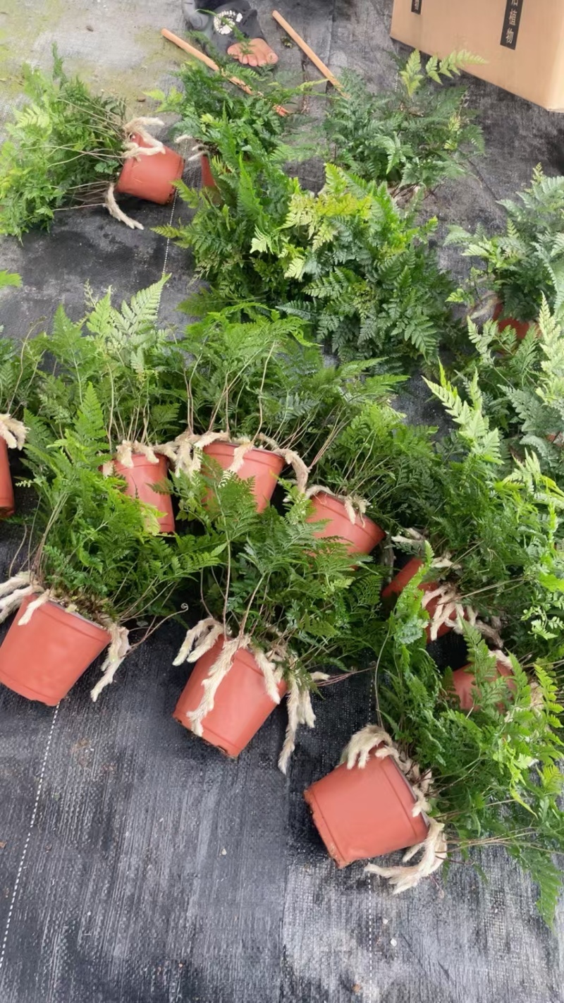 状态超好狼尾蕨，110盆便宜出