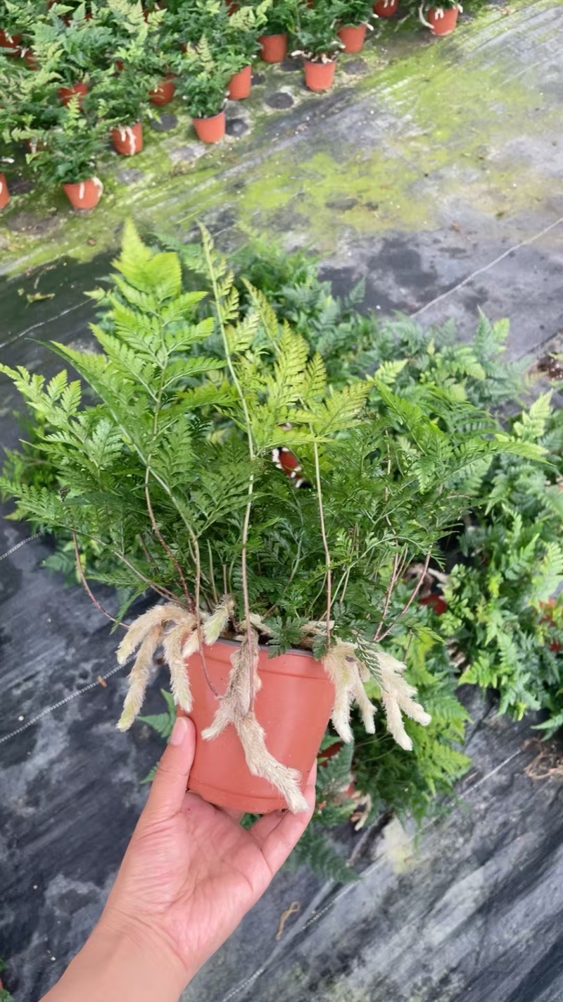 状态超好狼尾蕨，110盆便宜出