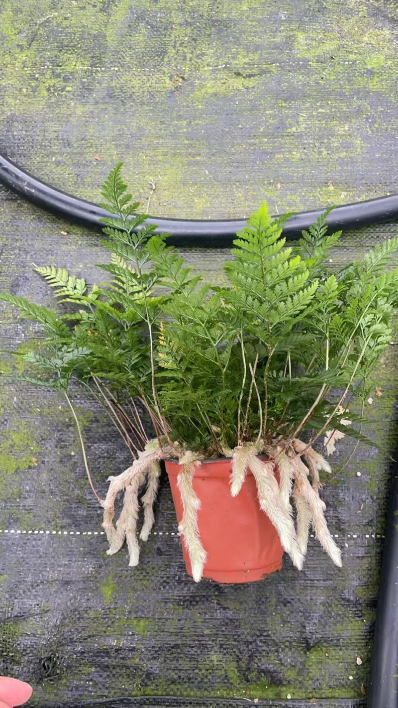 状态超好狼尾蕨，110盆便宜出