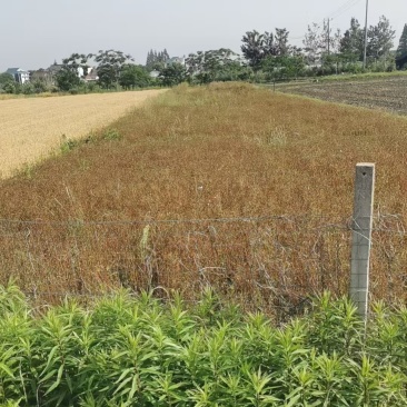 老鹳草