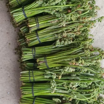 精品蕨菜，大量有货，现栽现发。