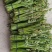 精品蕨菜，大量有货，现栽现发。