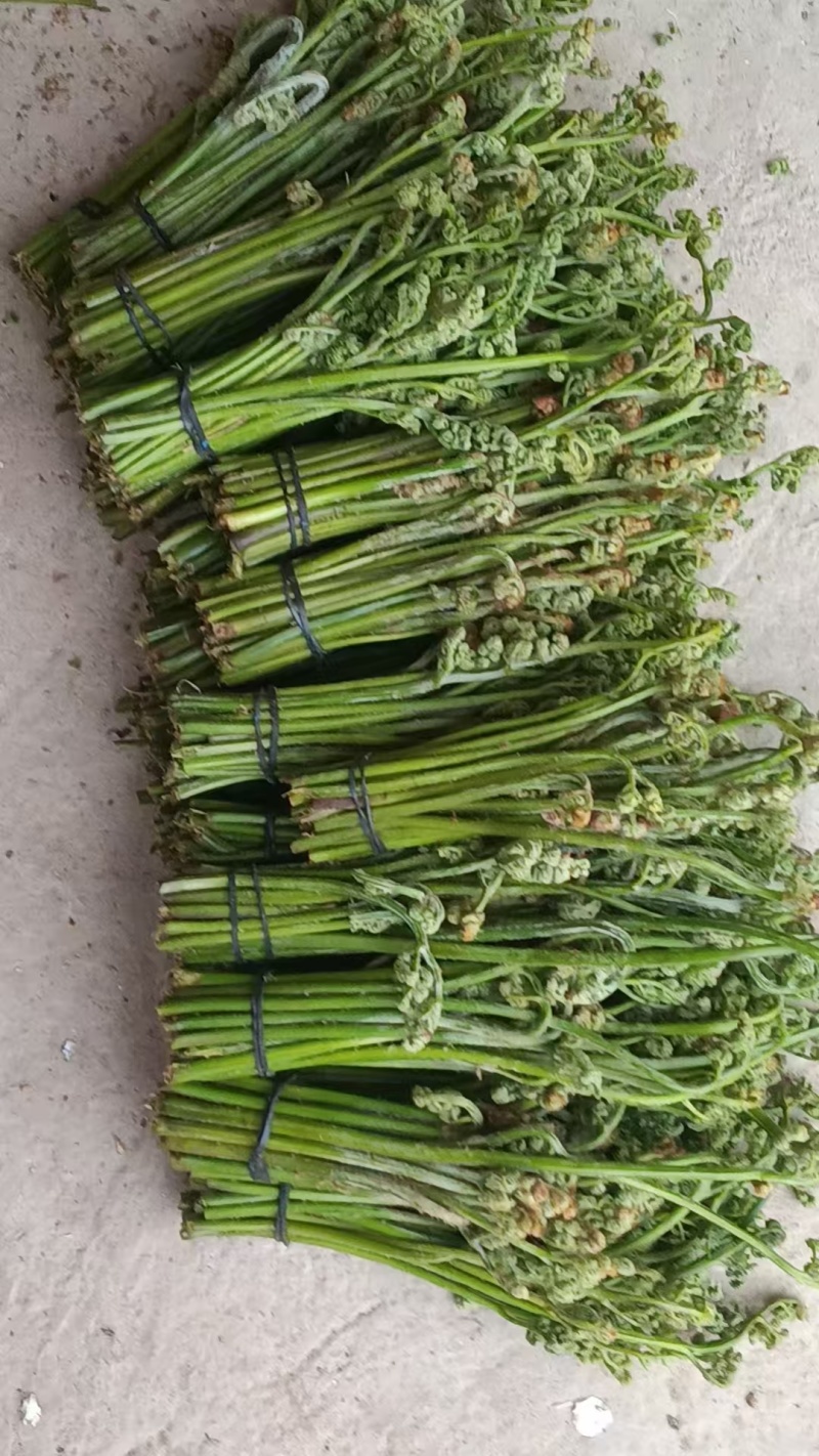 精品蕨菜，大量有货，现栽现发。