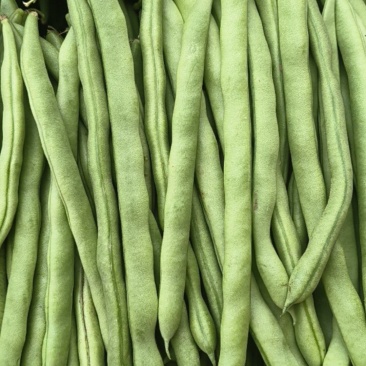 昆明精品小金豆