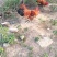 润丰养殖农场（***********）原生态散养土公鸡母鸡
