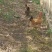 润丰养殖农场（***********）原生态散养土公鸡母鸡