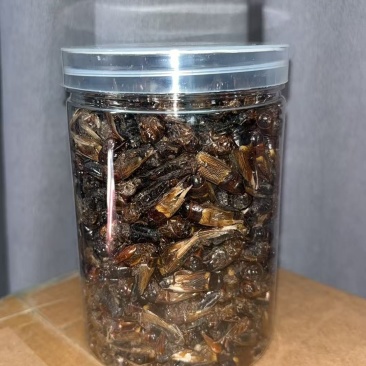 蟋蟀干，蟋蟀粉，蟋蟀冻货，活体蟋蟀