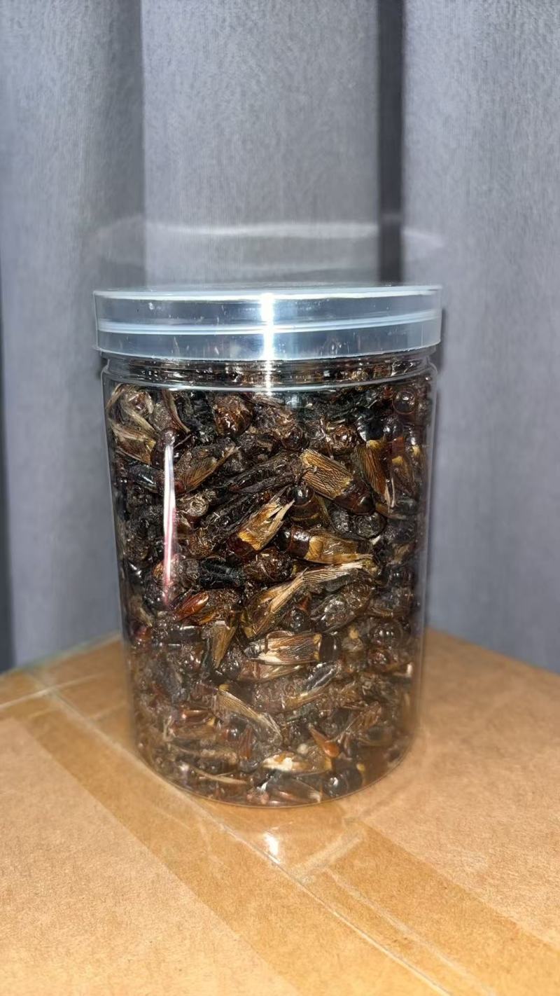蟋蟀干，蟋蟀粉，蟋蟀冻货，活体蟋蟀