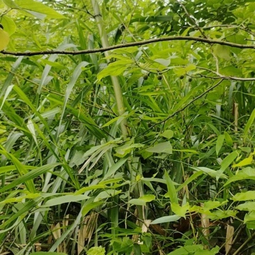 小毛竹