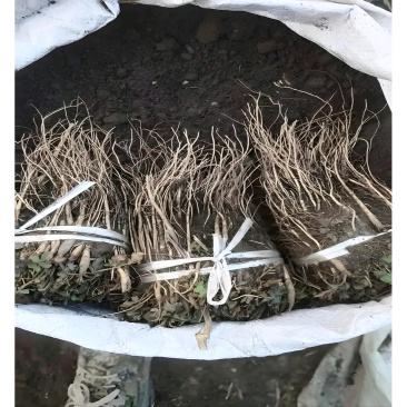 甘肃岷县精品当归苗