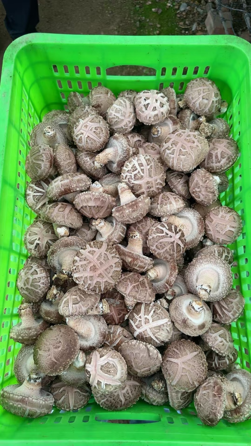 鲜货香菇产地批发
