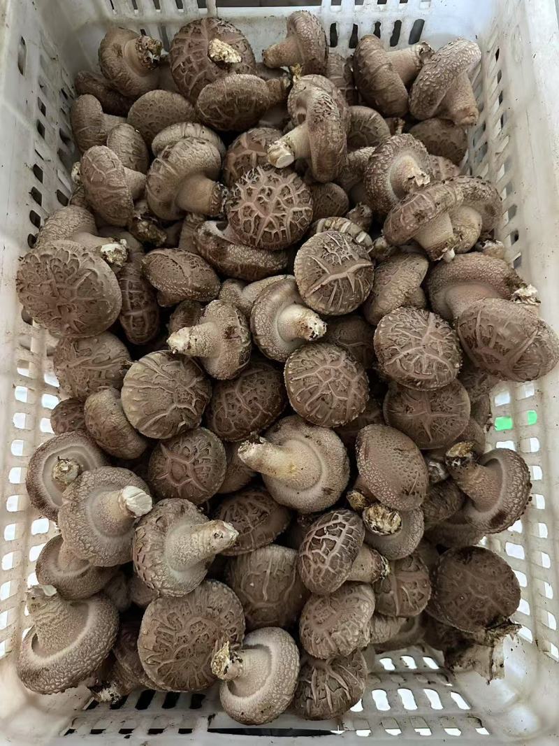 鲜货香菇产地批发