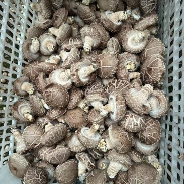 鲜货香菇产地批发