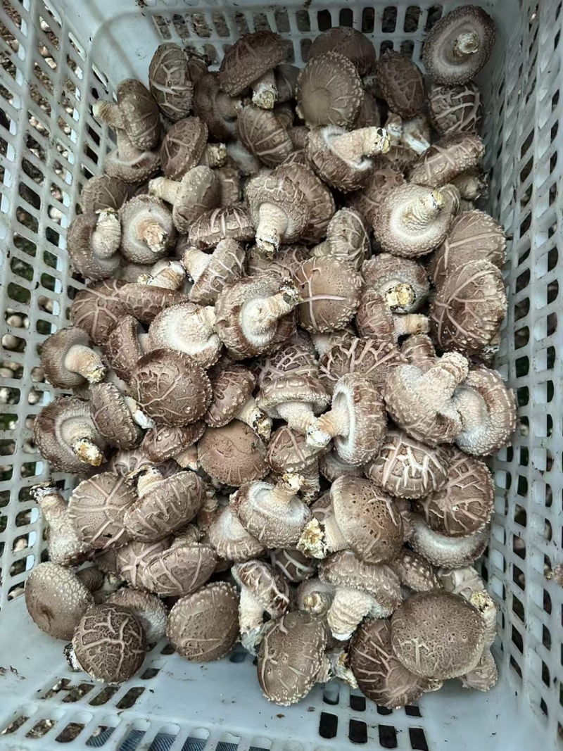 鲜货香菇产地批发
