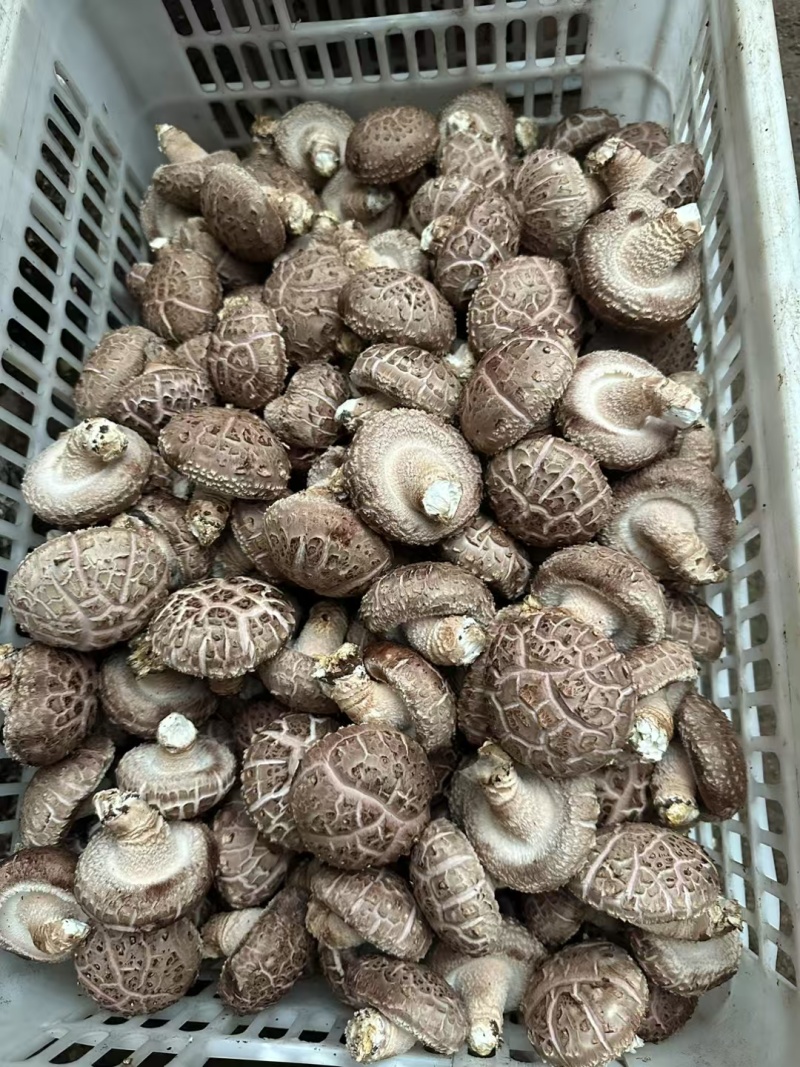 鲜货香菇产地批发