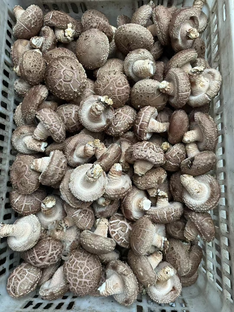 鲜货香菇产地批发