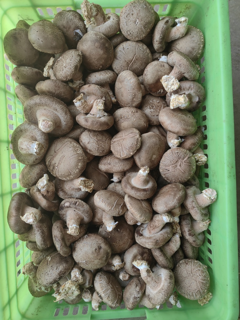 鲜货香菇产地批发