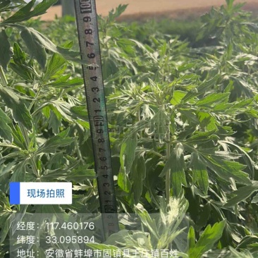 自家种植的20亩艾草批发，价格优惠2元斤干货，量大从优