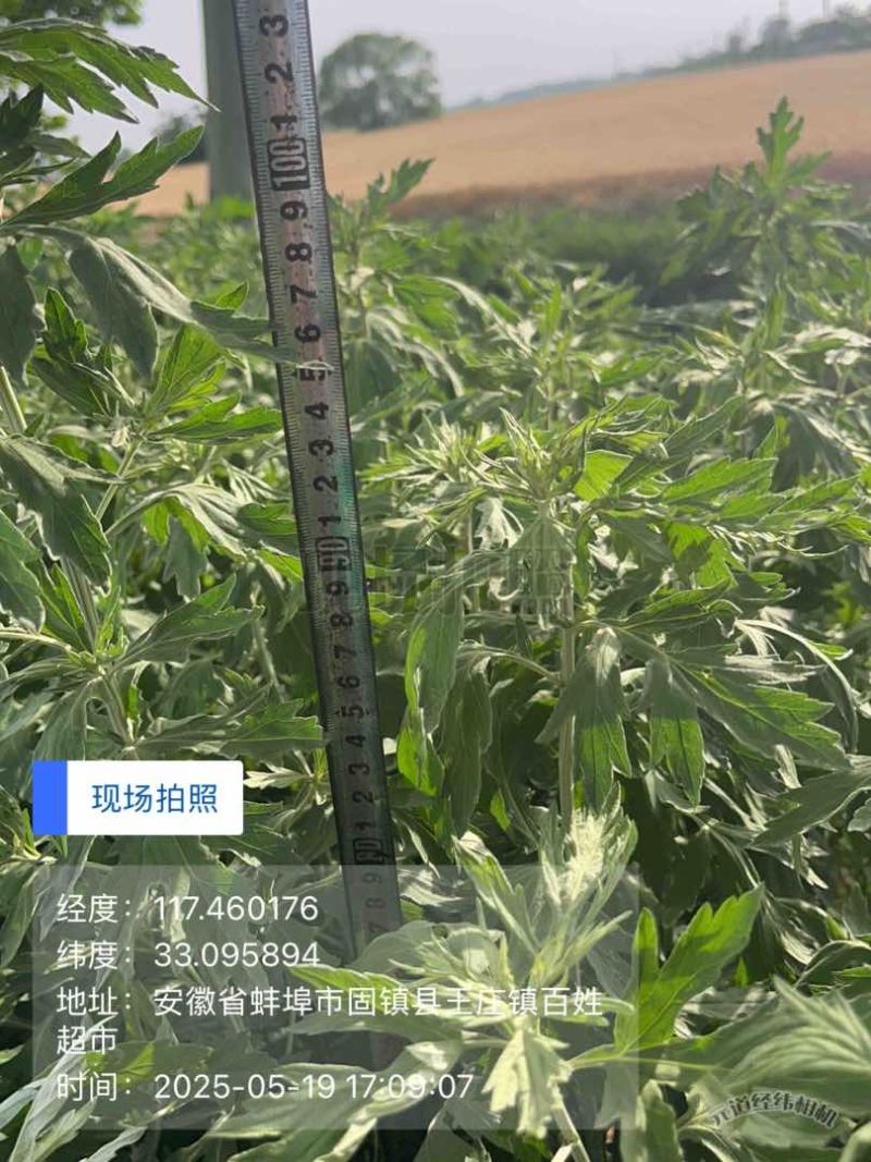 自家种植的20亩艾草批发，价格优惠2元斤干货，量大从优