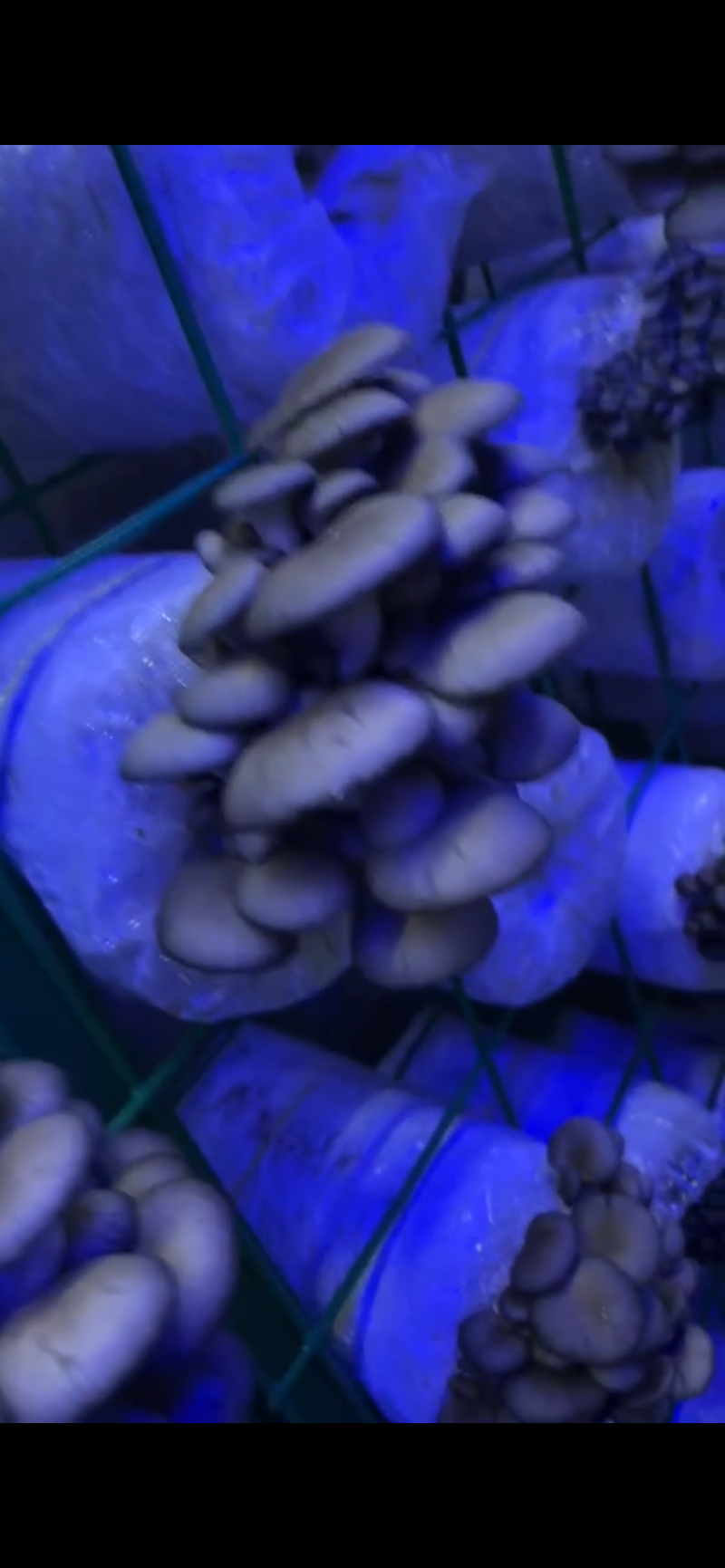 新鲜小平菇