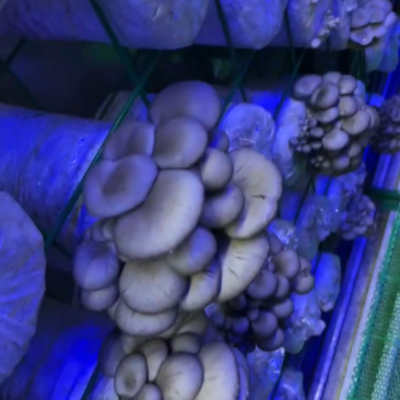 新鲜小平菇