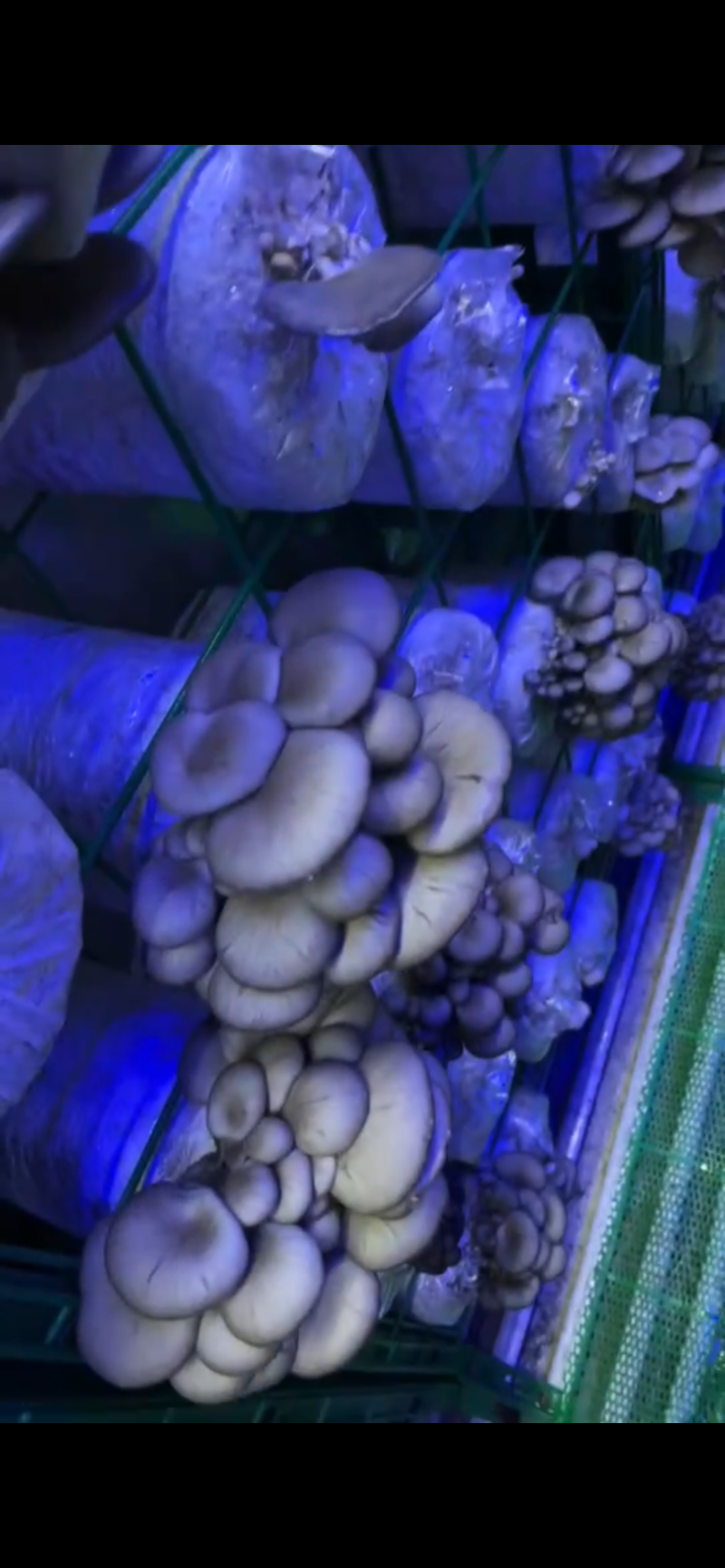 新鲜小平菇