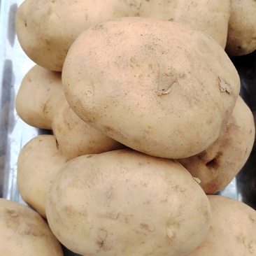 甘肃岷县精品土豆新鲜洋芋