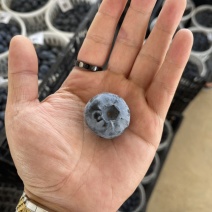 云南西班牙42蓝莓！带把品相，果粉精品，香槟口味