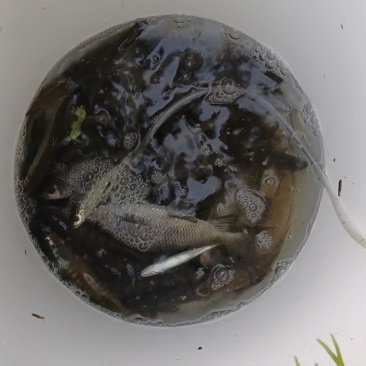 溪石斑鱼