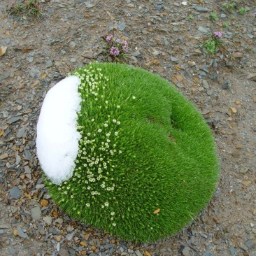 雪灵芝