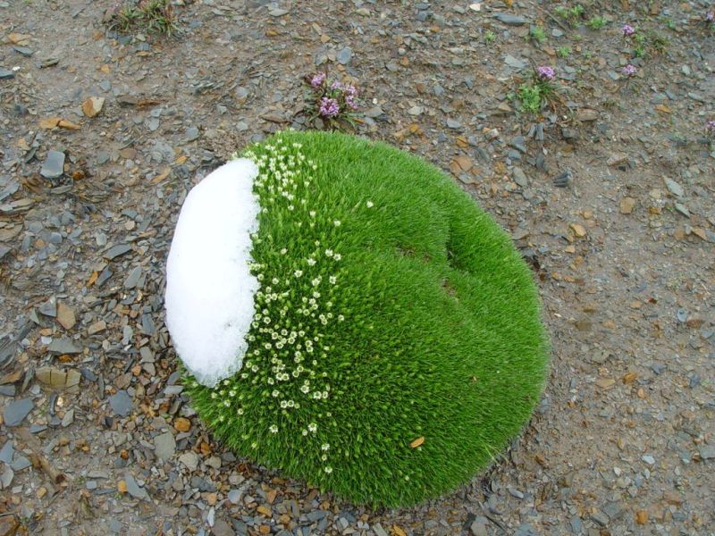 雪灵芝
