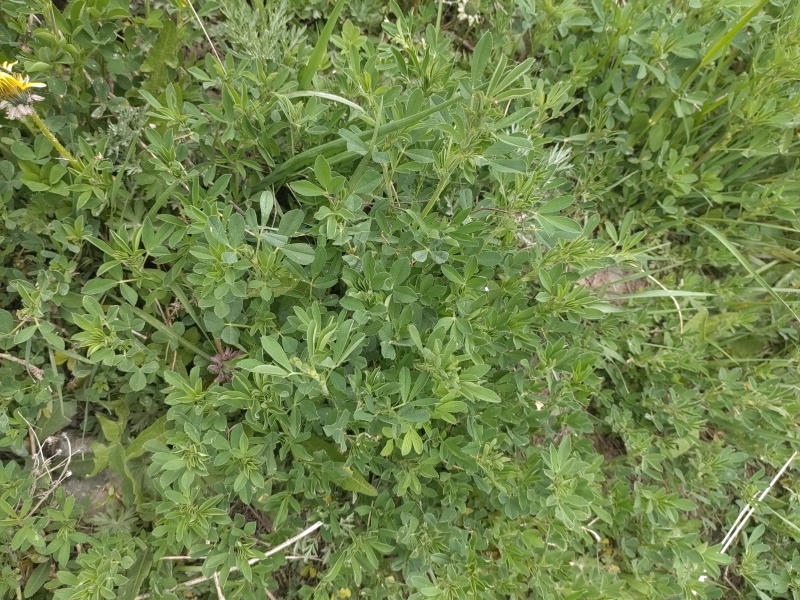 苜蓿