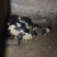 藏香猪罗川猪