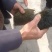 猪宝