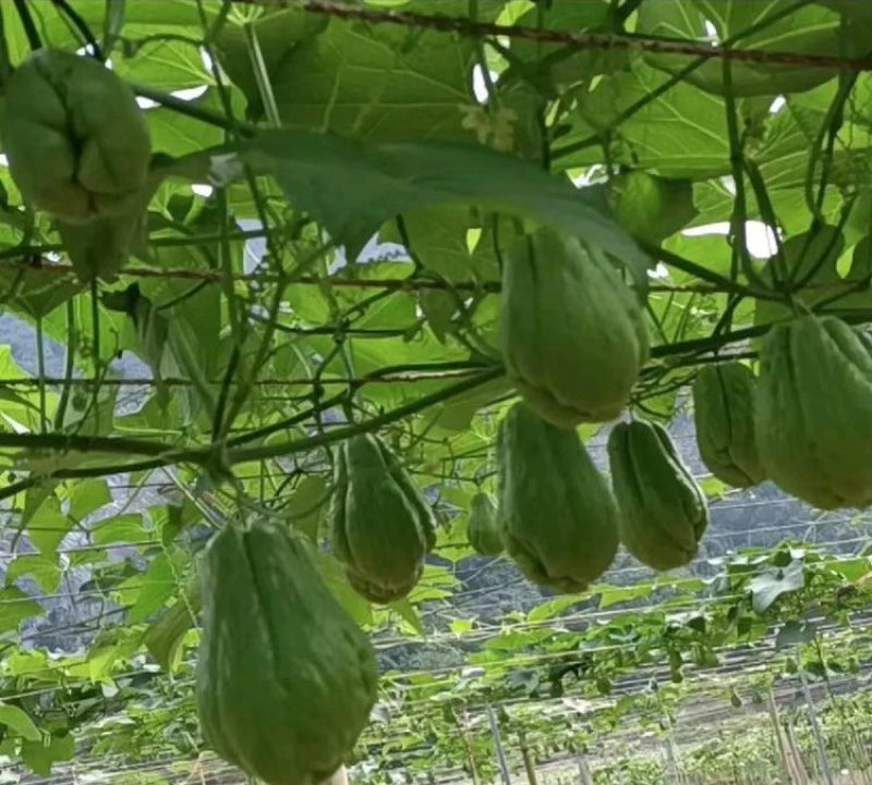 佛手瓜