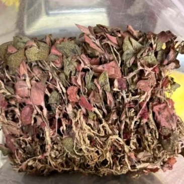 金线莲