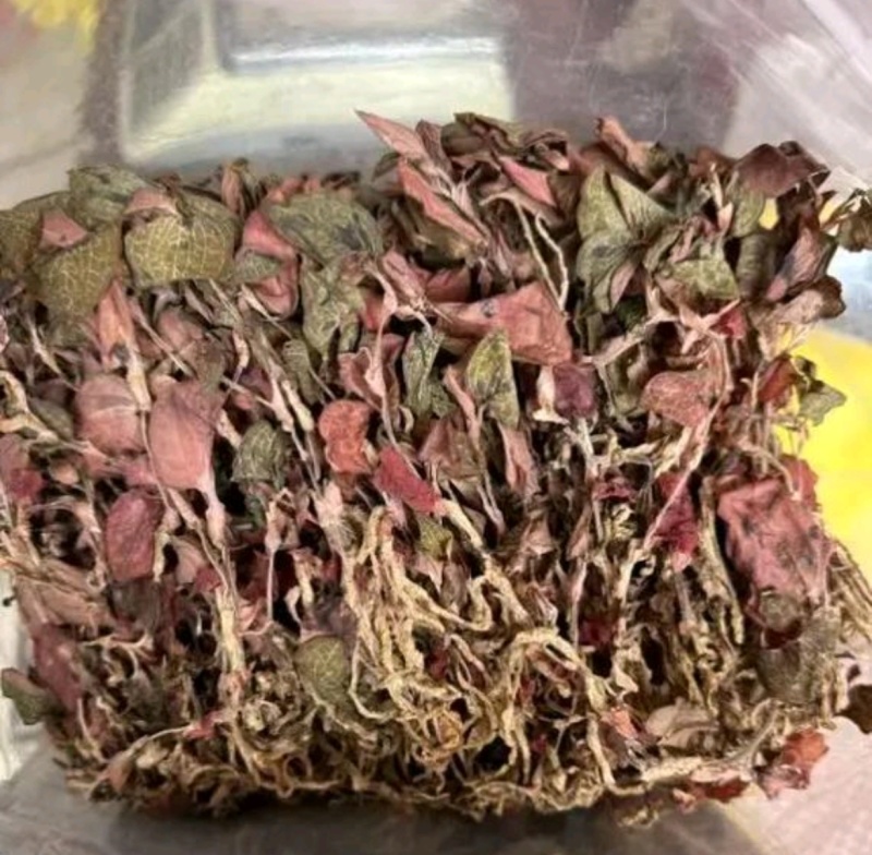 金线莲