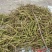 车前草籽