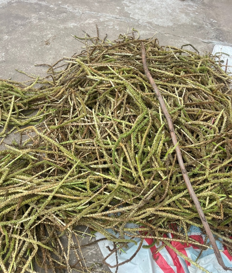 车前草籽