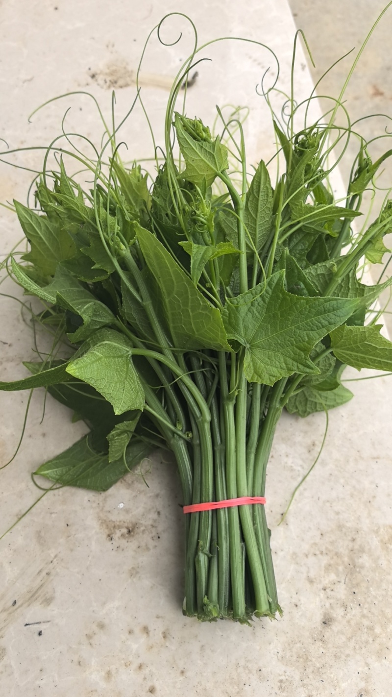 大量龙须菜上市需要的老板联系