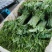 大量龙须菜上市需要的老板联系
