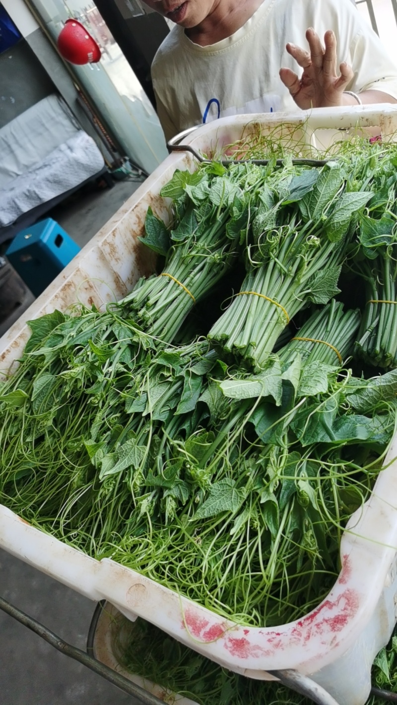 大量龙须菜上市需要的老板联系