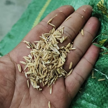 河南地区，压缩稻壳，打包稻壳，种植养殖，现打现发，按需生产